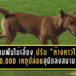 สมาคมฟันไม่เลี้ยง ปรับ “ค้างคาวไฟ” 10,000 เหตุปล่อยสุนัขลงสนาม เกมเดือดต้องหยุดกลางคัน