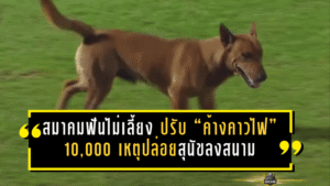 สมาคมฟันไม่เลี้ยง ปรับ “ค้างคาวไฟ” 10,000 เหตุปล่อยสุนัขลงสนาม เกมเดือดต้องหยุดกลางคัน
