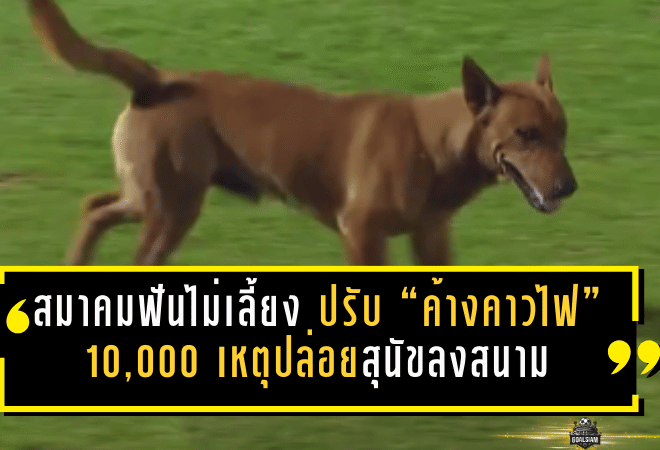 สมาคมฟันไม่เลี้ยง ปรับ “ค้างคาวไฟ” 10,000 เหตุปล่อยสุนัขลงสนาม เกมเดือดต้องหยุดกลางคัน