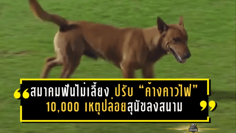 สมาคมฟันไม่เลี้ยง ปรับ “ค้างคาวไฟ” 10,000 เหตุปล่อยสุนัขลงสนาม เกมเดือดต้องหยุดกลางคัน